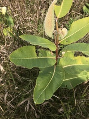 Asclepias syriaca
