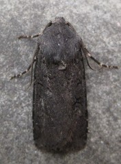 Euxoa velleripennis