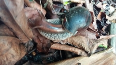 Lissachatina immaculata