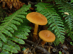 Cortinarius castoreus