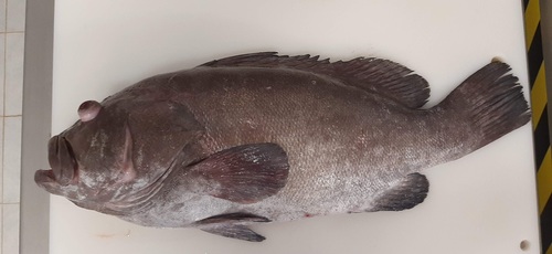 Black gouper (Hyporthodus nigritus) — Serranidae — 2