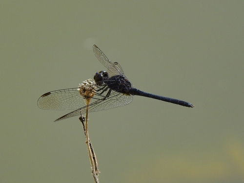 Black Percher