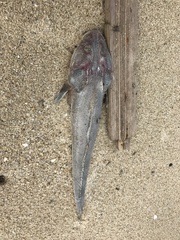 Platycephalidae