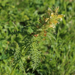 Pedicularis condensata