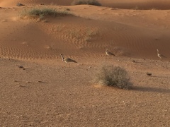 Chlamydotis macqueenii