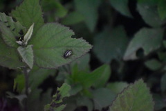 Calligrapha discrepans