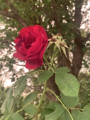 Rosa