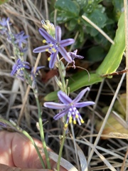 Caesia parviflora vittata