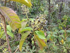 Palicourea violacea