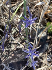 Caesia parviflora vittata