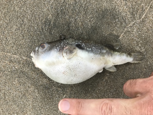 Genuin Puffer (Takifugu porphyreus) · iNaturalist