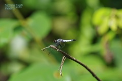 Aethriamanta gracilis