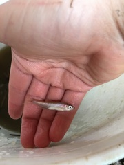 Notropis atrocaudalis