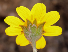 Monolopia stricta