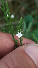 Verbena urticifolia