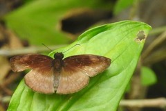 Anastrus neaeris