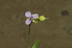 Murdannia nudiflora