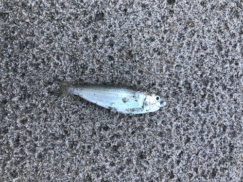 Sardinella albella observed 2017-07-26