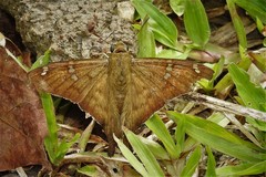 Ectomis octomaculata