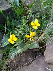 Viola purpurea quercetorum