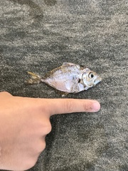 Ponyfish photo 2
