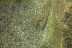 Cobitis
