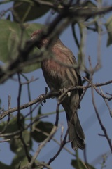 Haemorhous mexicanus