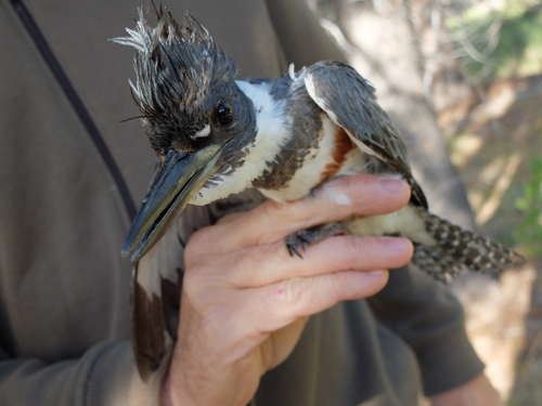 iNaturalist observation photo of Belted Kingfisher