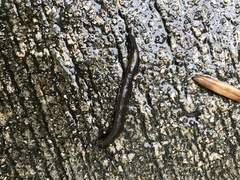 Hirudo nipponia