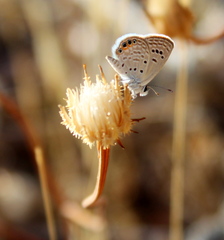 Freyeria trochylus