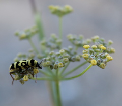 Chlorophorus varius