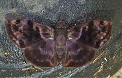 Ebrietas