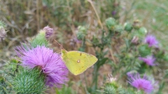 Colias