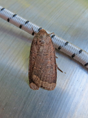 Abagrotis