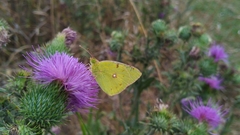 Colias