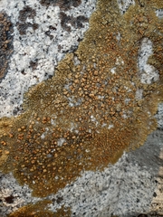 Lecanora pseudomellea