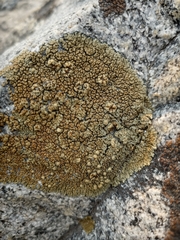 Lecanora pseudomellea