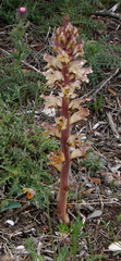 Orobanche reticulata