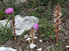 Orobanche reticulata