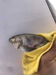 Menticirrhus