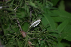 Conchylodes ovulalis