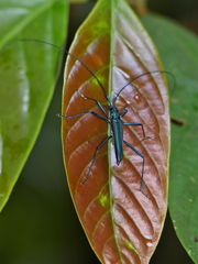 Typodryas chalybeata