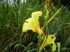 Canna glauca