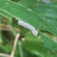 Phymatocera aterrima