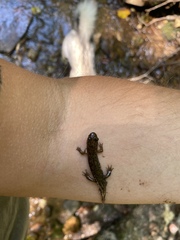 Desmognathus conanti