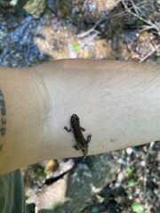 Desmognathus conanti