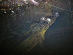 Caiman crocodilus crocodilus