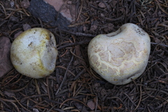 Agaricus inapertus