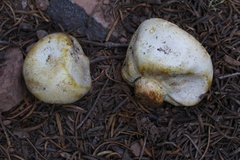 Agaricus inapertus