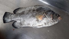 Lobotes surinamensis